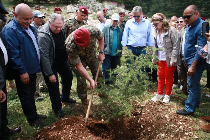 Cedar tree in memory of the Lebanese Commandos Regiment founder